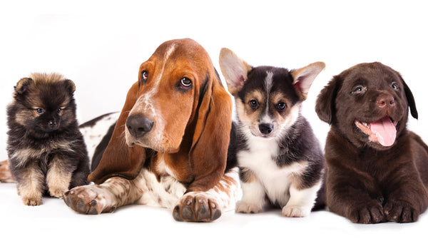 ¿Pueden los perros tener una sobredosis de golosinas de CBD?