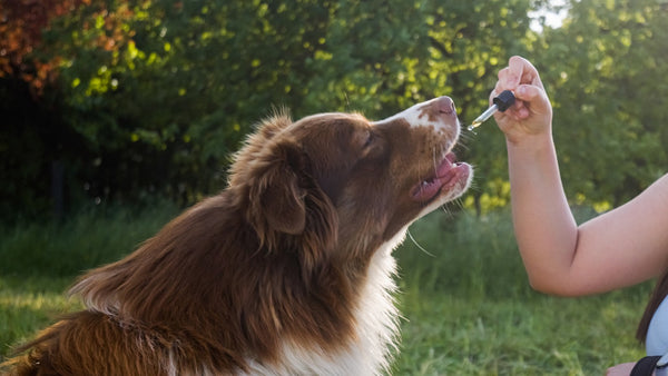 ¿El CBD es bueno para los perros? La ciencia detrás del CBD canino