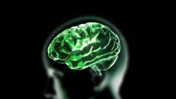 ¿Qué le hace el CBD al cerebro?